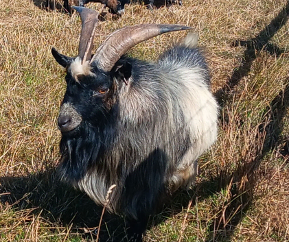 Pygmy Billy Goat