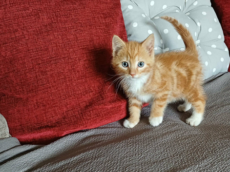 Kitten Male