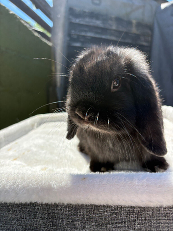 Selection of Dwarf lops ready to hop to their new homes