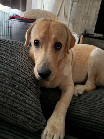 9 month yellow Labrador