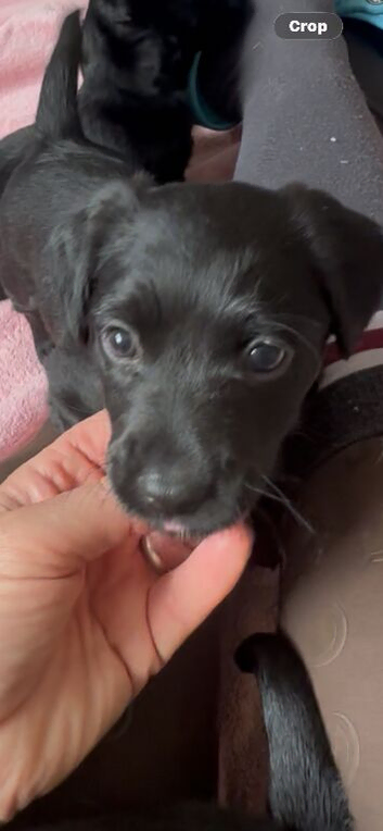 Patterjack puppies