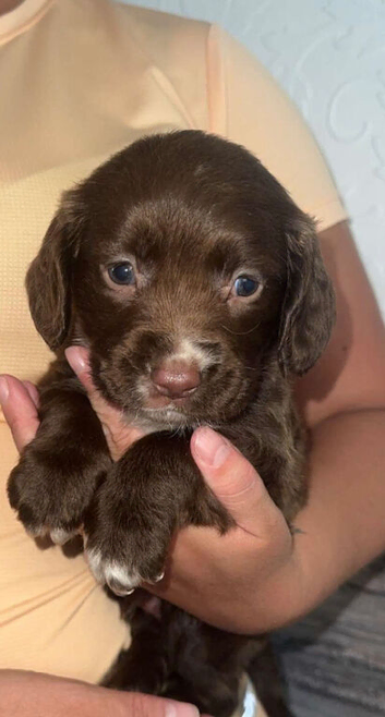 7 Cocker spaniel