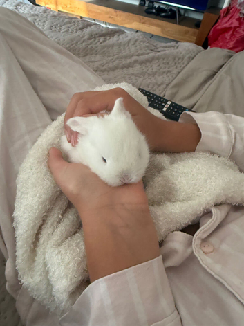 Mini lop