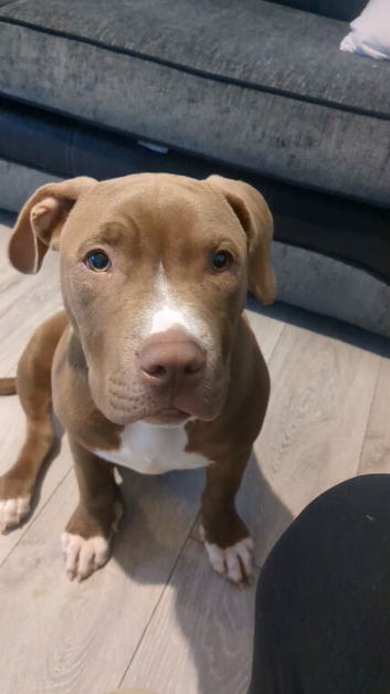 Staffy x