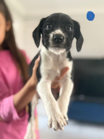 Springador puppies
