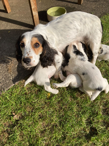 Cocker Spaniel Pups, Working Type, KC Reg