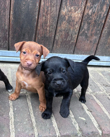 Beautiful Jack Russell terrier&rsquo;s puppies