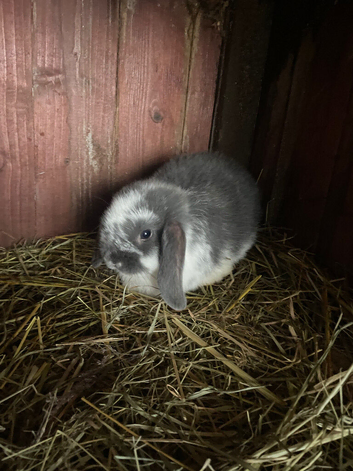 Mini lop ear rabbit