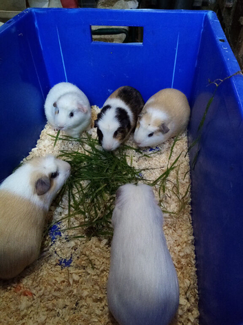Cute crested boys looking for new home