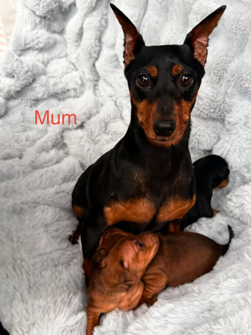Three Male Miniature Pinscher Puppies