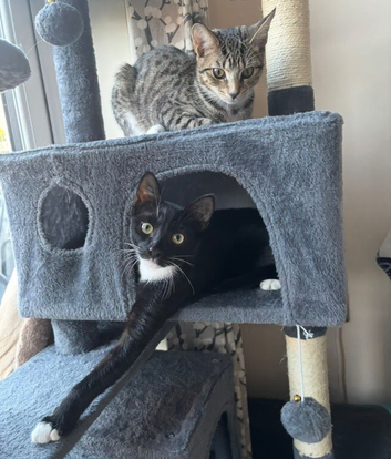 Tuxedo male cat, to good home only