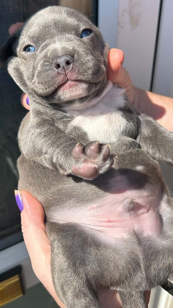 renchyx American bully