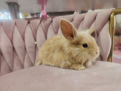 Baby miny lop ready for reserve
