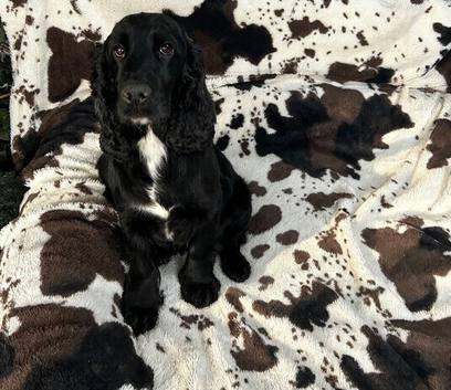 Jersey our black show cocker spaniel is due on 30th October