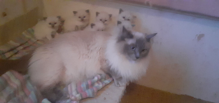 Ragdoll blue point kittens