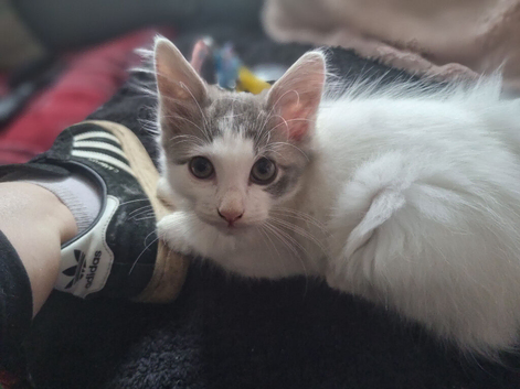 Grey and white kitten