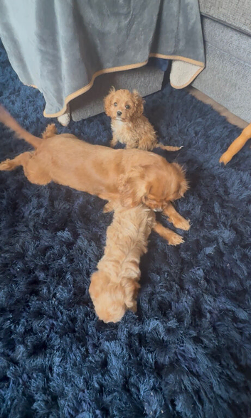 Luxury F1 toy Cavapoo puppies for sale