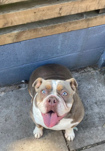 Female old tyme bulldogge