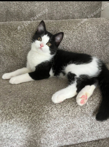 Kitten