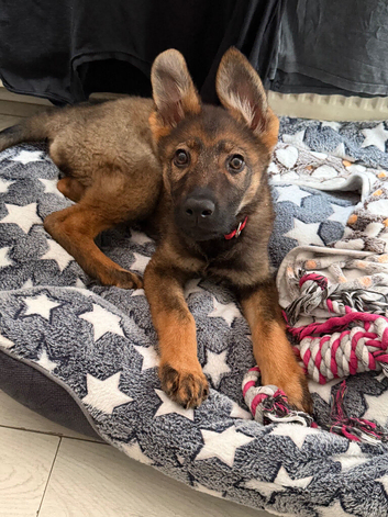 German shepherd for sale