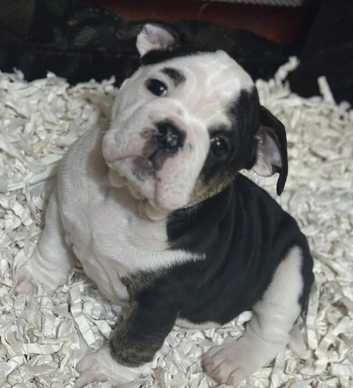 A lovely English bulldog puppies