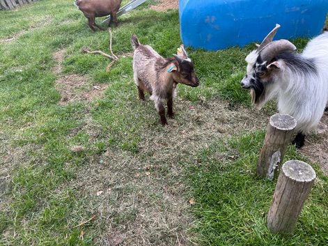 Pygmy goat