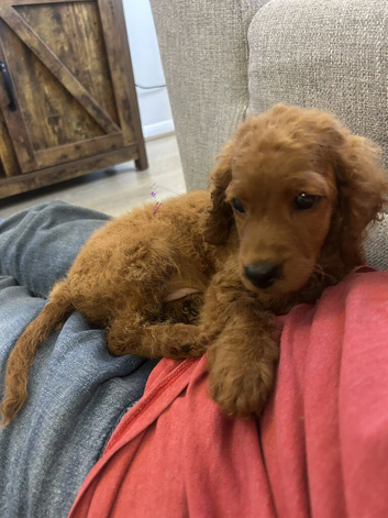 cockapoo for sale