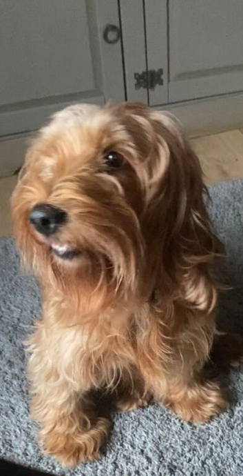 Golden F1 Cockapoo female