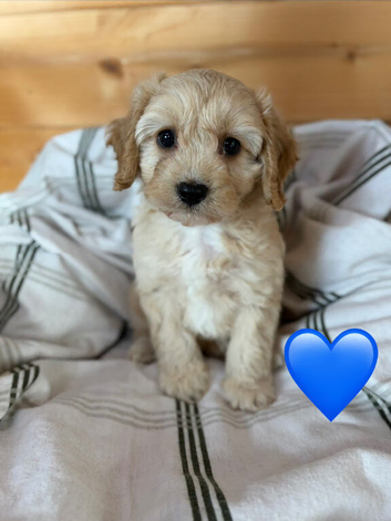 Cavapoo