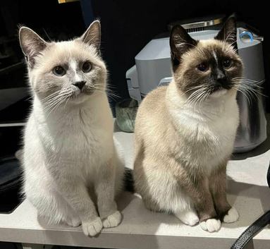 &pound;200 ragdoll cats 14 months old