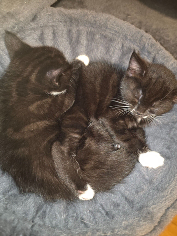 Kittens
