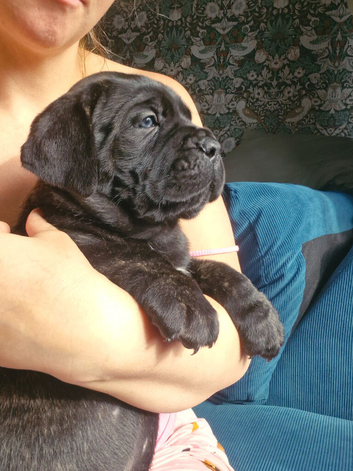 Full pedigree!!! Huge Cane Corso pups