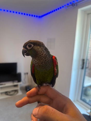 Stunning hand reared conure , very pleasant and friendly