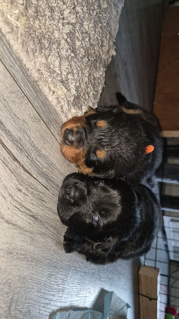 Border collie cross german shepherd Rottweiler