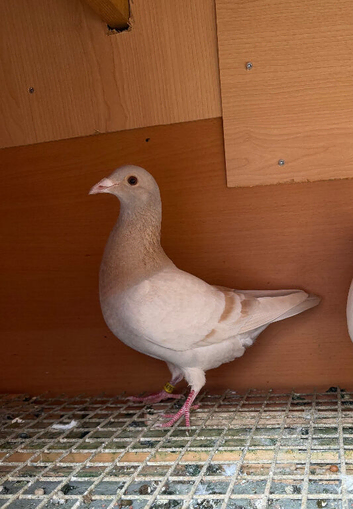 FEMALE PIGEONS FOR SALE
