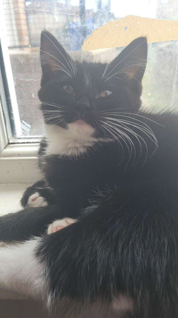 Tuxedo kitten