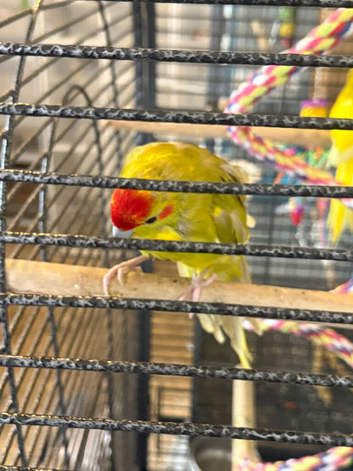 2 Baby Kakarikis