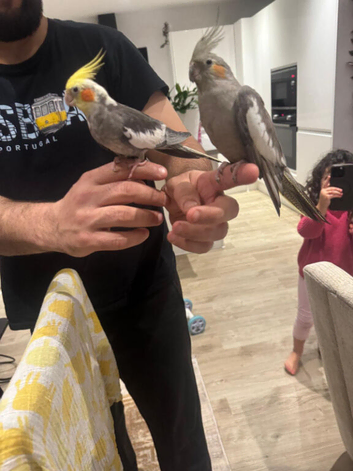 Fully tamed cokatiels and cage