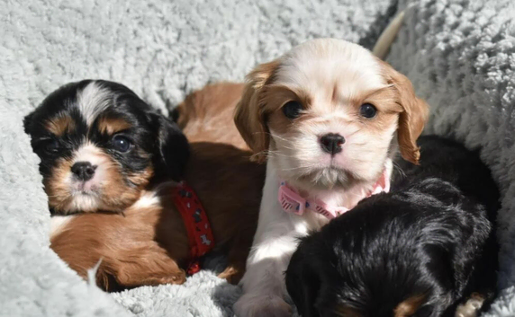 Health Tested- Cavalier King Charles Spaniel
