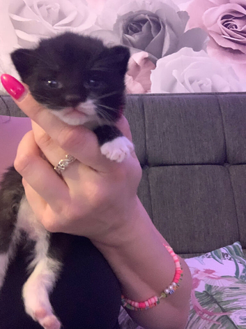 2 Kittens