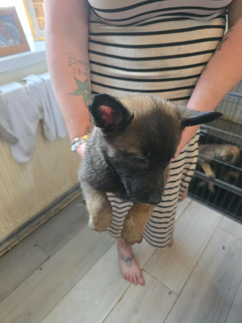 Belgian malinois