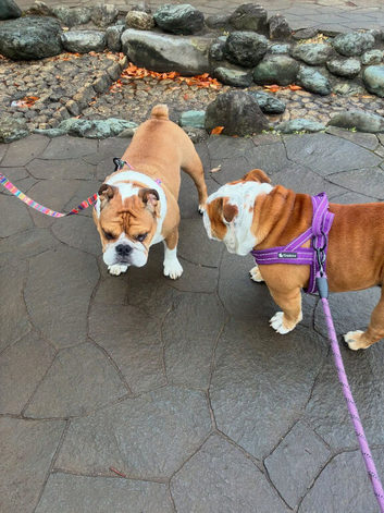 Ronnie And Reggie 2 Years Old