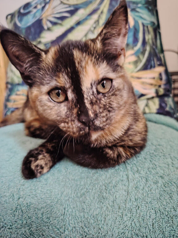 Mixed Breed female kitten Looking for a new home