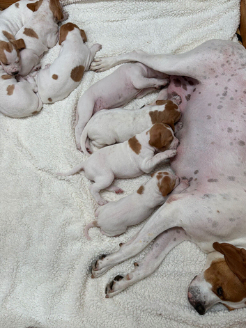 Pointer puppies/ Working & Champion Bloodlines