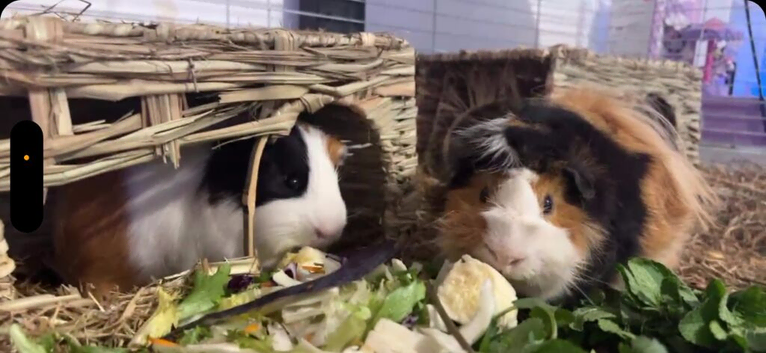2 Guinea Pig 1 year old both male