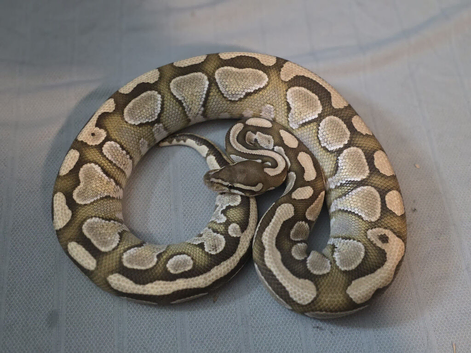 Cb Butter het albino