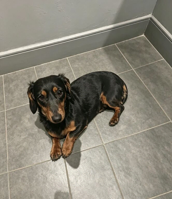 Black and tan long haired female dachshund