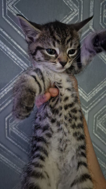 Tabby kittens