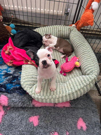 Female boston terrier
