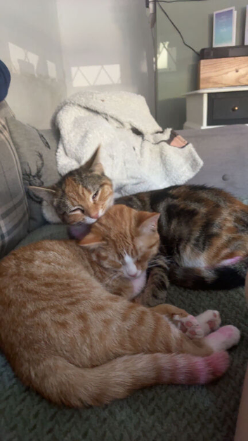 Female cats